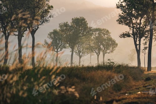 Preview: Nature sunrise morning sunlight over grass meadow landscape creating a peaceful calm