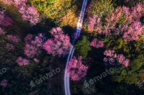 Preview: High angle photo of Pink cherry blossom tree at Phu Lom Lo in Phitsanulok, Thailand