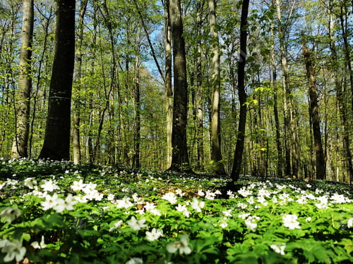 Preview: Beautiful landscape of springtime Bokeskogen in Larvik, Norway