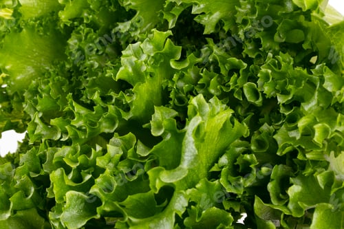 Preview: Salad leaves Bio lettuce isolated on white background.