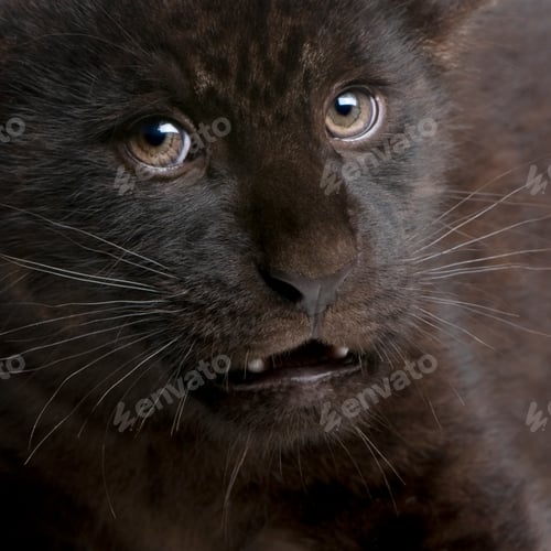 Preview: Jaguar cub (2 months) - Panthera onca