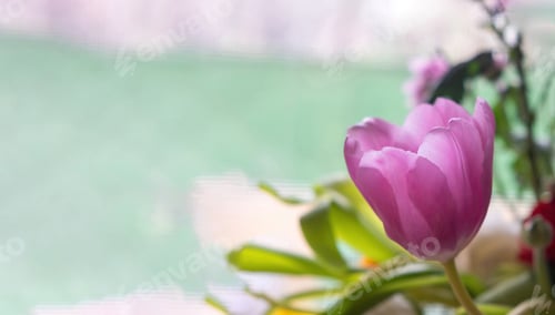 Preview: Tulips pink color closeup, blur background, card template, copy space