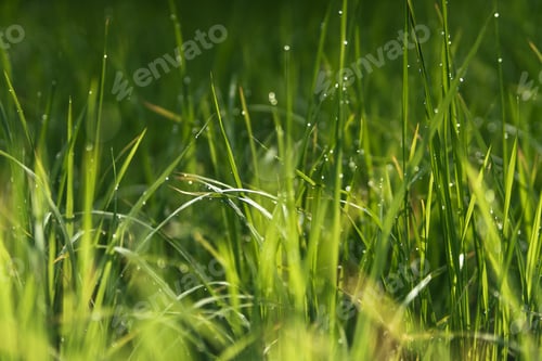 Preview: Morning terraced rice fields and huts