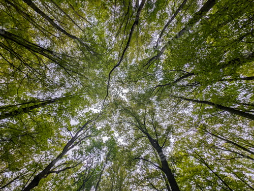 Preview: Beautiful green forest scenery, nature background, leaves and foliage, seasonal template, environmen