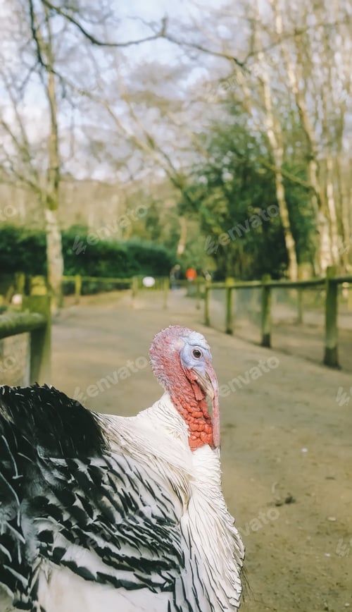 Preview: Turkey