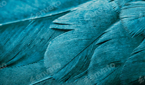 Preview: blue feather pigeon macro photo. texture or background