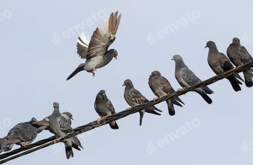 Preview: Rock dove, Columba livia. Many birds sit on power lines in the city. One lands