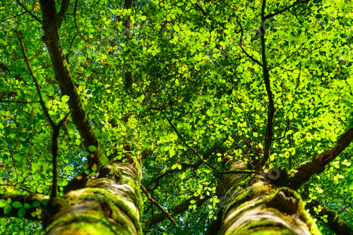 Preview: Sunlight through the leaves on a tree. Leaves as background. Forest in summer time.