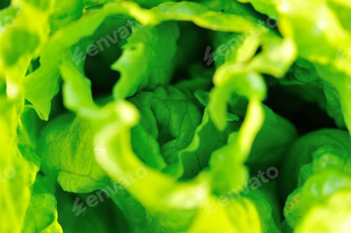 Preview: Green lettuce crops in spring garden