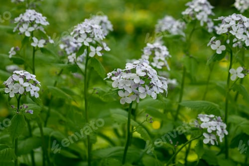 Preview: Lunaria rediviva plant commonly known as perennial honesty