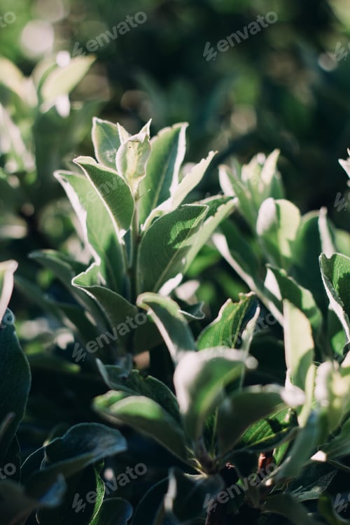 Preview: velvet green leaves
