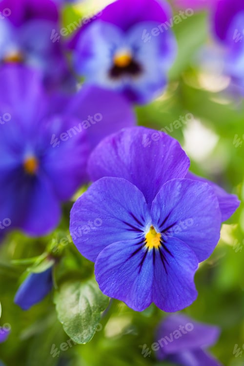 Preview: beautiful pansy summer flowers in garden