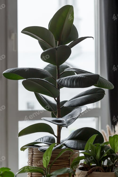 Preview: indoor flower ficus