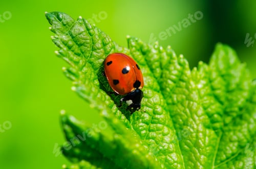 Preview: Macro shot of a ladybug on a green leaf on a blurred background