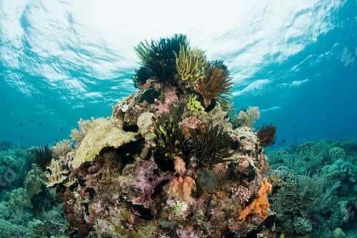 Preview: Coral reef