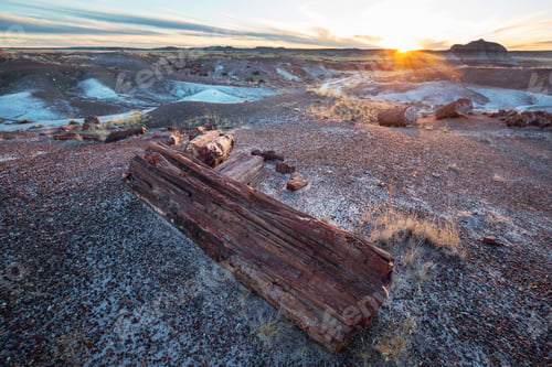 Preview: Petrified forest
