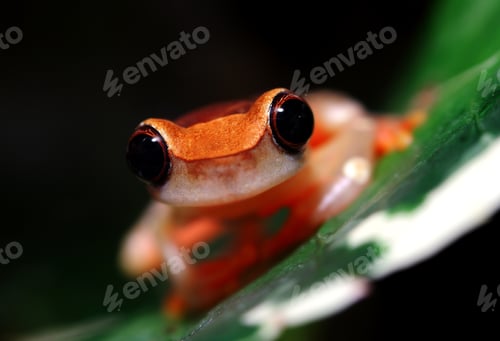 Preview: Clown Tree Frog