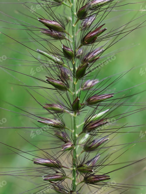 Preview: Chinese fountain grass