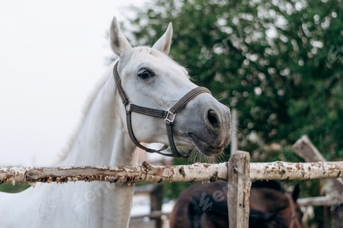 Preview: White Horse