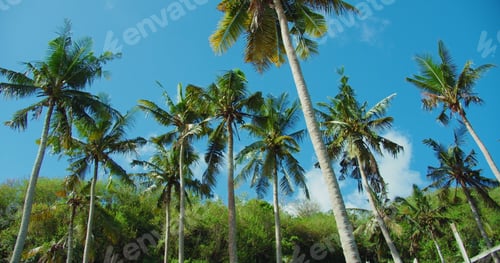 Preview: Palm trees and blue sky background at the beach during hot sunny summer vacation. Wind shakes the