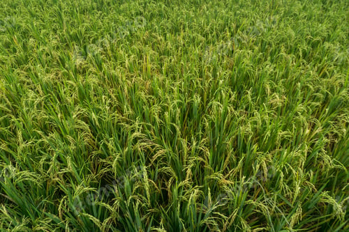 Preview: beautiful morning view indonesia panorama landscape paddy fields