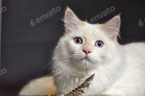 Preview: Fluffy playful white cat on a gray background Looks up and sideways
