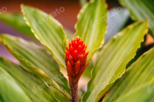 Preview: Tropical garden