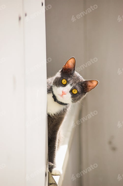 Preview: Curious adorable cat looking out of window