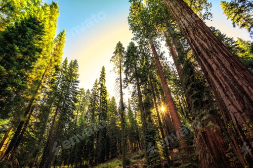 Preview: Sunrise In The Sequoia Forest A The Mariposa Grove Of Giant Sequoias In Yosemite National Park