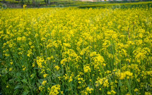 Preview: Blossom mustard plant