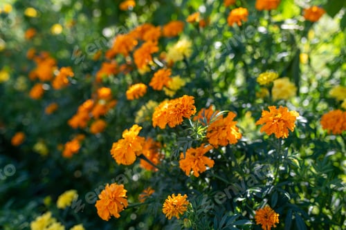 Preview: Orange Marigold flowers or Tagetes erecta in the garden