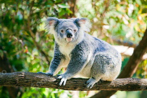Vorschau: Süßer Koala in seinem natürlichen Lebensraum aus Gummibäumen