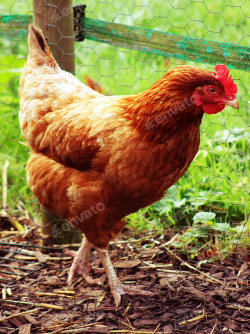 Preview: Rhode Island Red free range chicken on her morning stroll