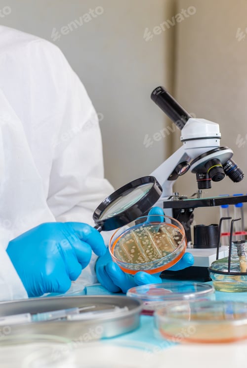 Preview: Examine bacteria in petri dishes in the laboratory. Selective focus.