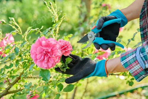 Preview: Caring for rose bushes in garden, close-up of hands of gardener with pruning shears