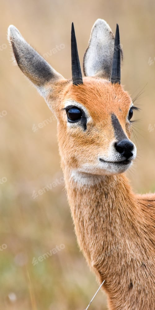 Preview: African small Antelope