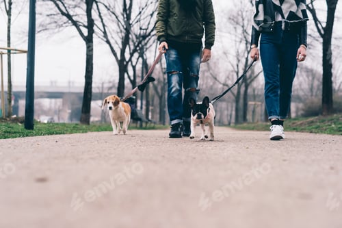 Preview: Young couple posing outdoor with dogs on a leash