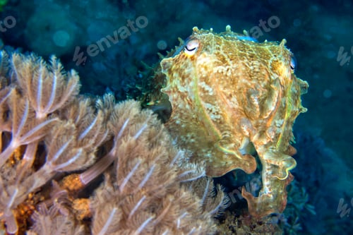 Preview: Cuttlefish, Lembeh, Indonesia