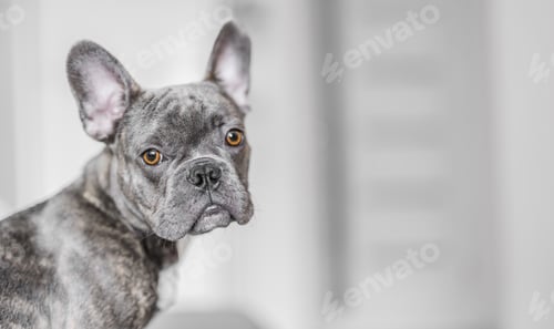 Preview: French grey bulldog portrait at home, cozy indoor pet lifestyle moment.