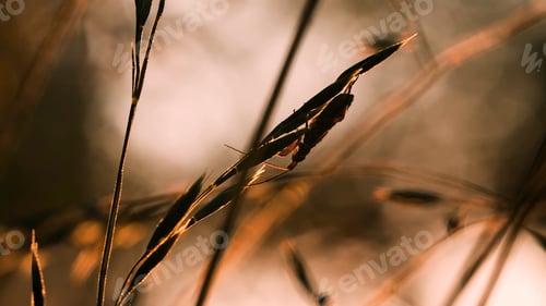 Preview: A beetle with a big mustache . Creative. Macro photography. Close-up of a beetle that walks on a