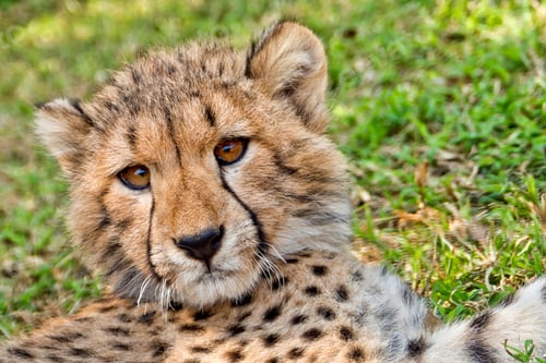 Preview: Cheetah, Acinonyx jubatus, South Africa