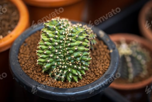 Preview: Beautiful Colourful cactus Gymnocalycium mihanovichii