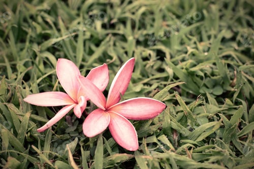 Preview: Pink Plumeria flower on green grass