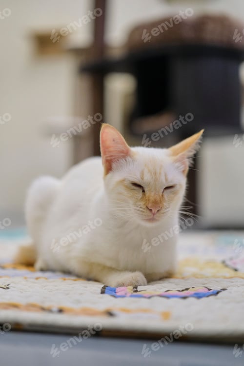 Preview: Adorable white domestic cat