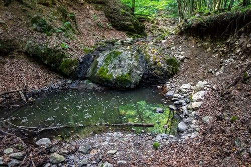 Preview: Puddle in a forest full of water
