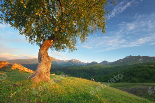 Preview: Nature landscape scene. of tree on hill in mountain. and sun shining.