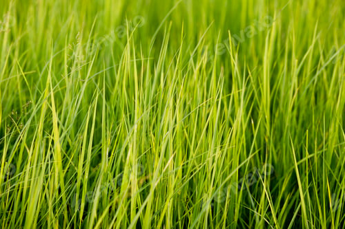 Preview: Tall green grass background, natural texture, nature, field