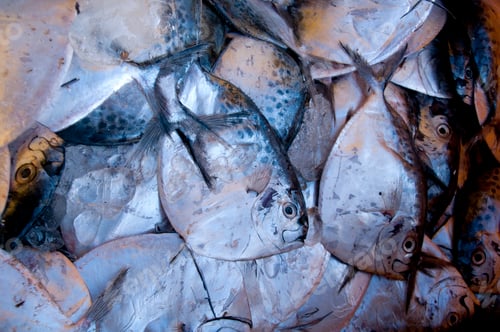 Preview: Various fresh fish, Seafood on ice at the fish market