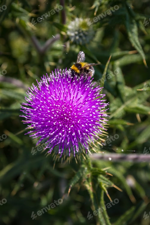 Preview: Bee covered in pollen on Bright pinky purple thistle flower