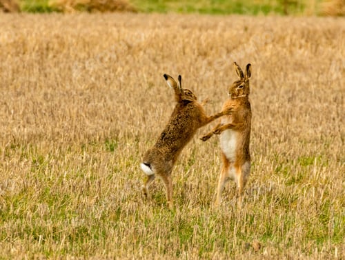 Preview: Brown march hares playing in a field
